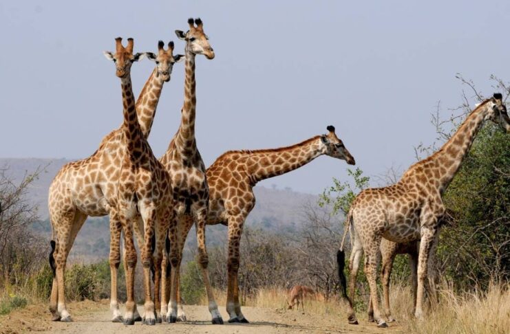 10 Fatti sorprendenti sul regno animale