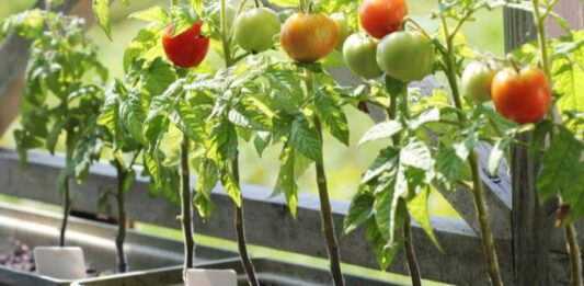 Creare un orto in città