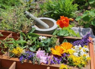 il potere delle piante aromatiche